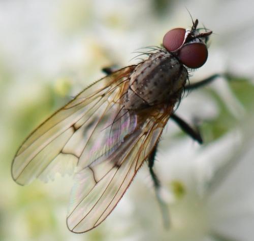 Anthomyia confusanea